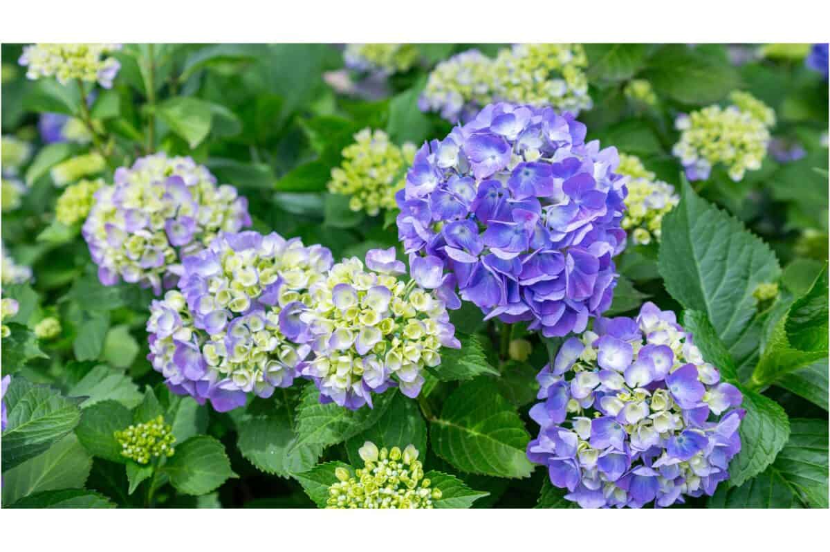 hydrangea