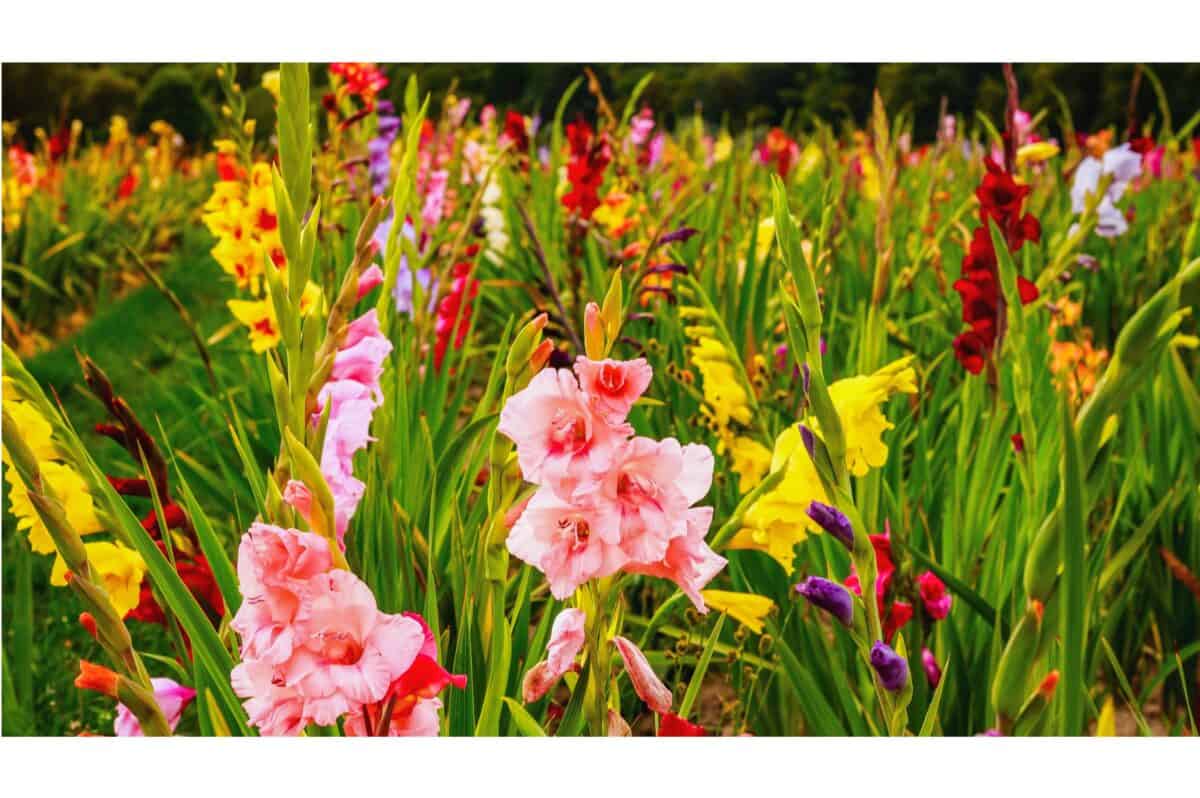 gladiolus