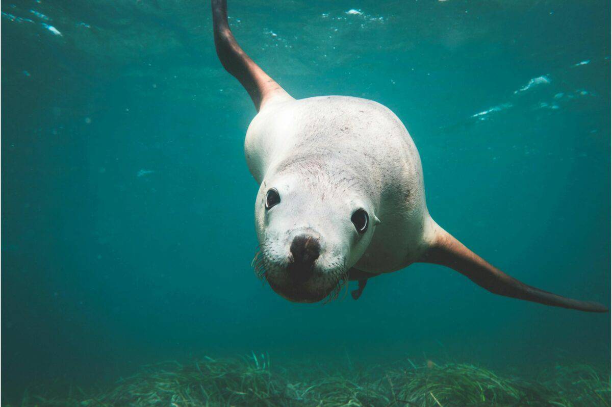 sea lion