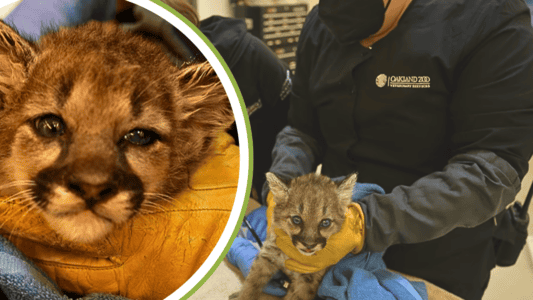 Baby Mountain Lion Spotted Walking Alone on California Highway Rescued