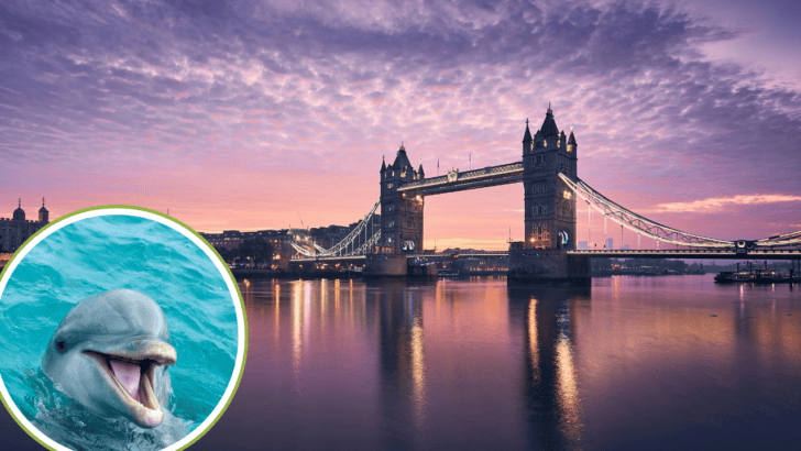 Authorities are Asking People to Stay Away from the Dolphin Spotted in River Thames