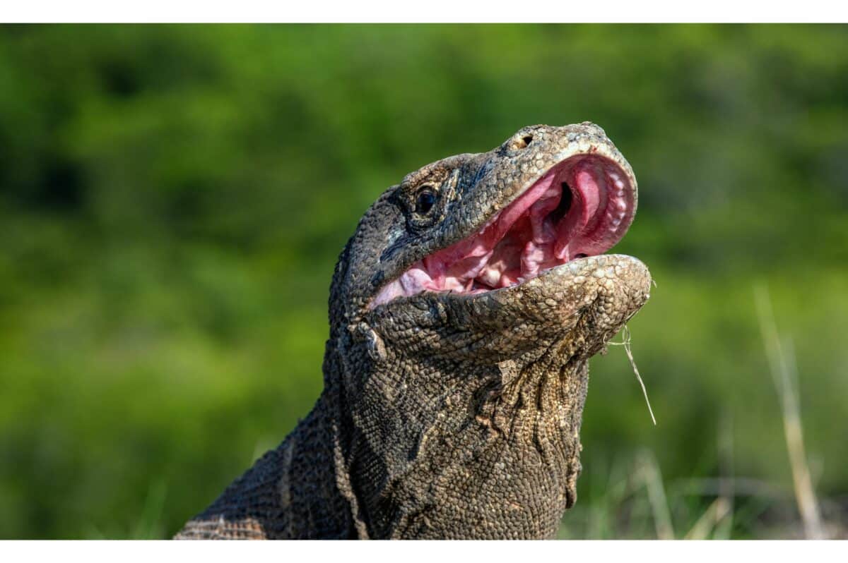 komodo dragon
