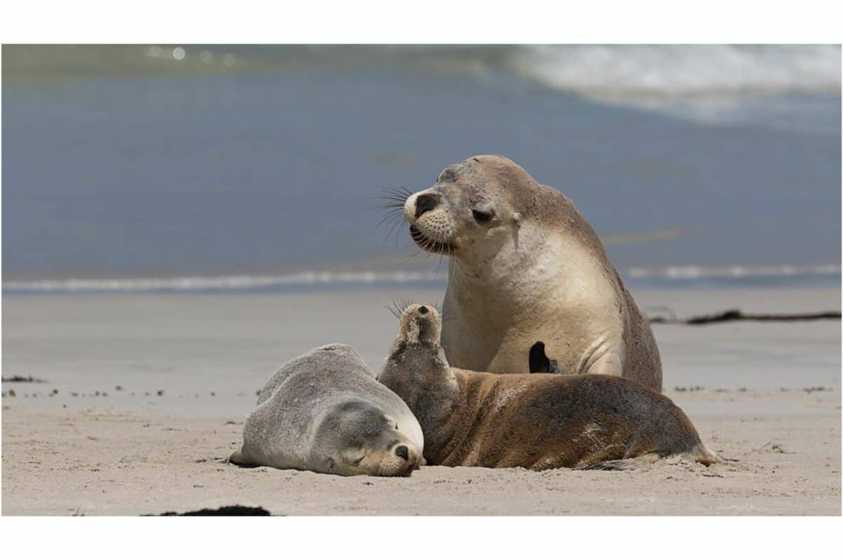 seal