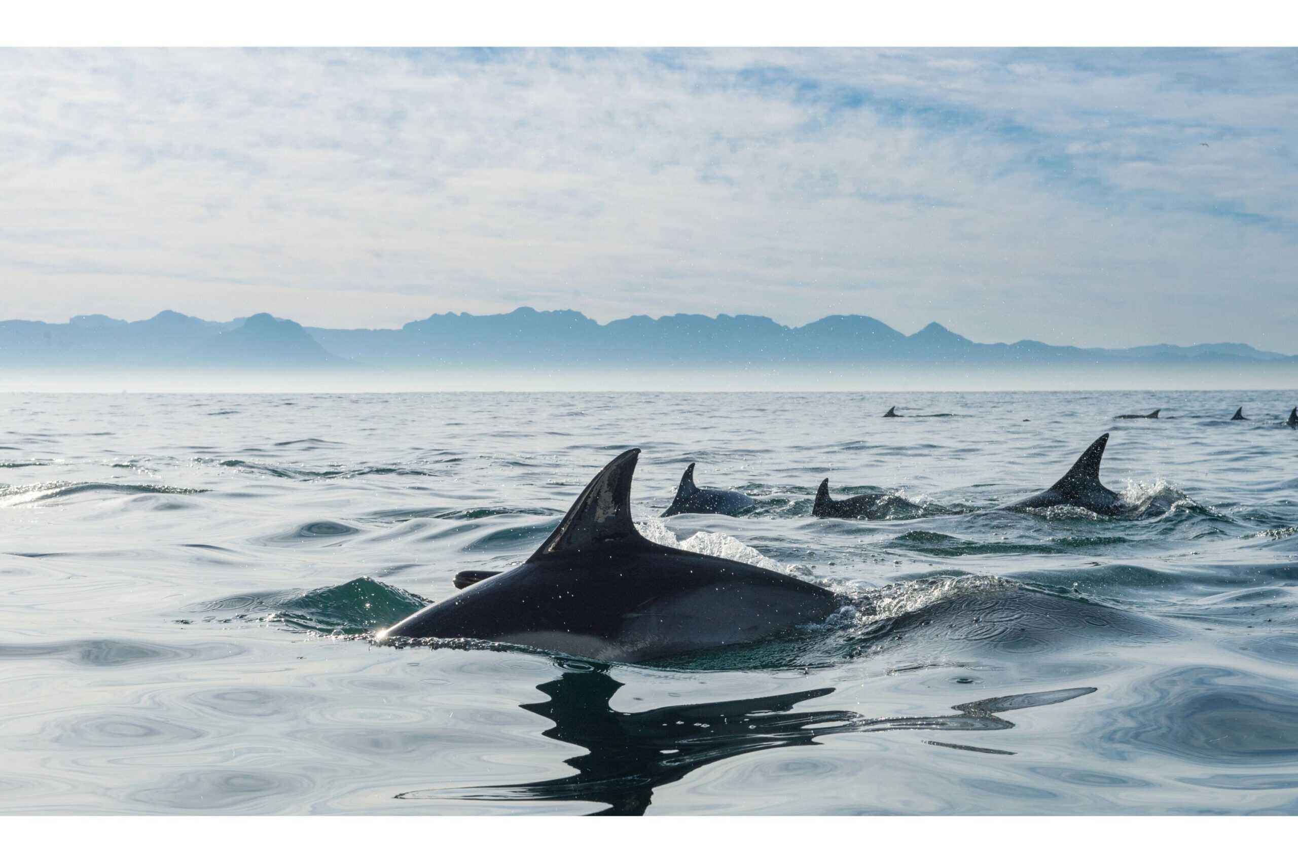 dolphin