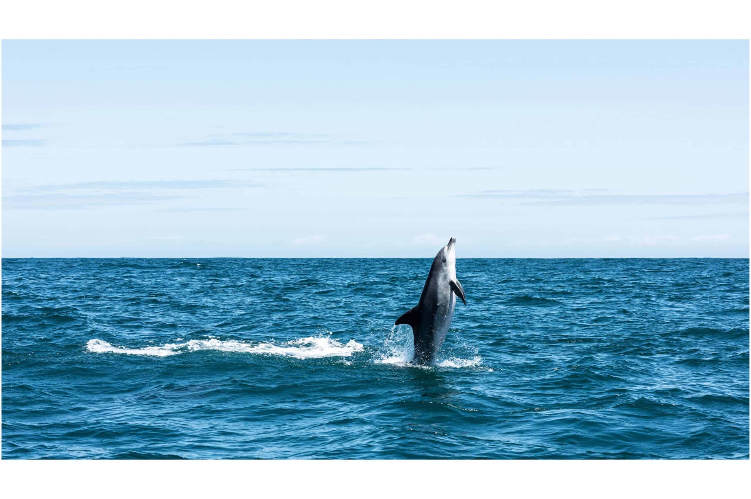 dolphin