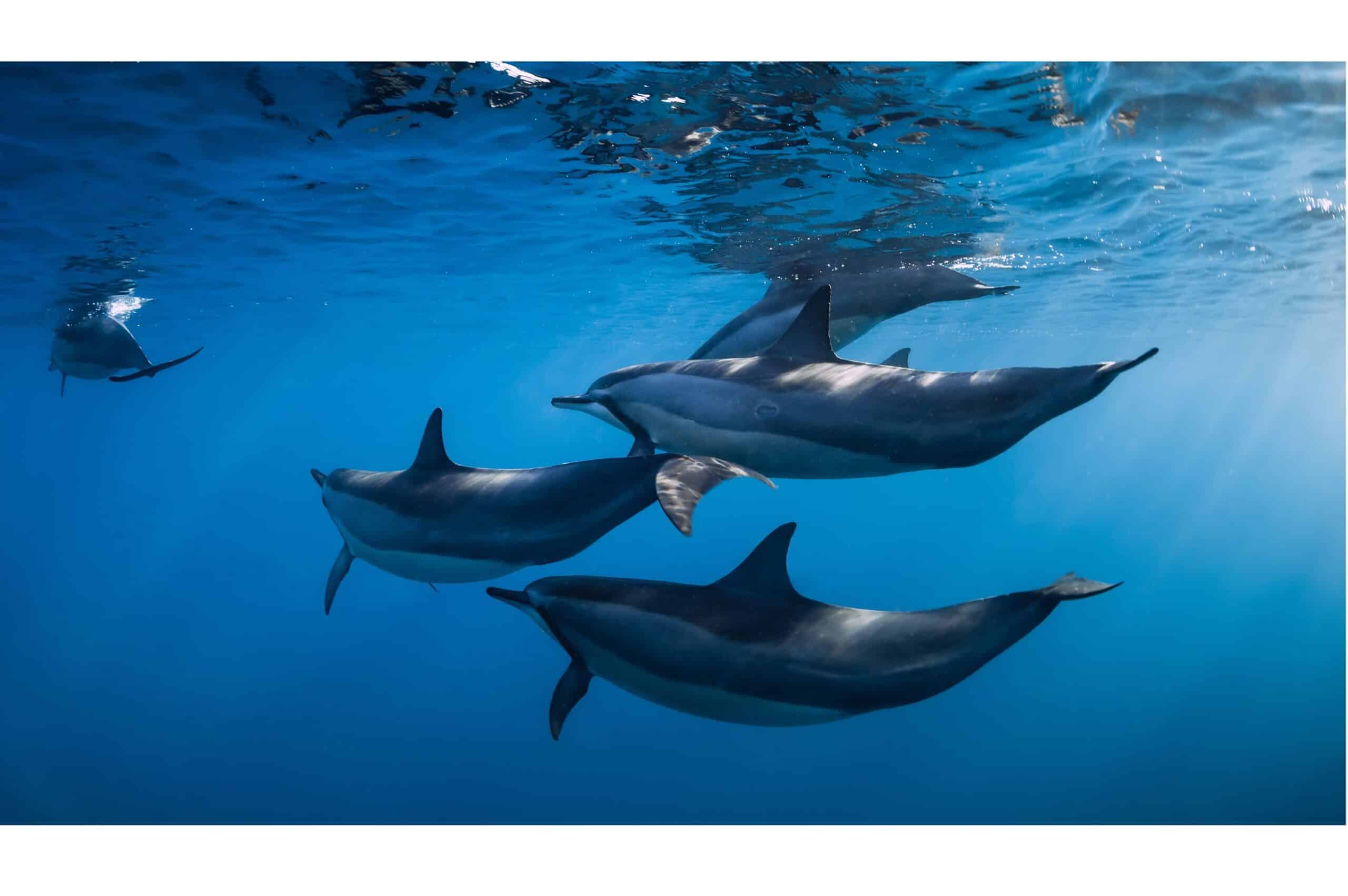 dolphins