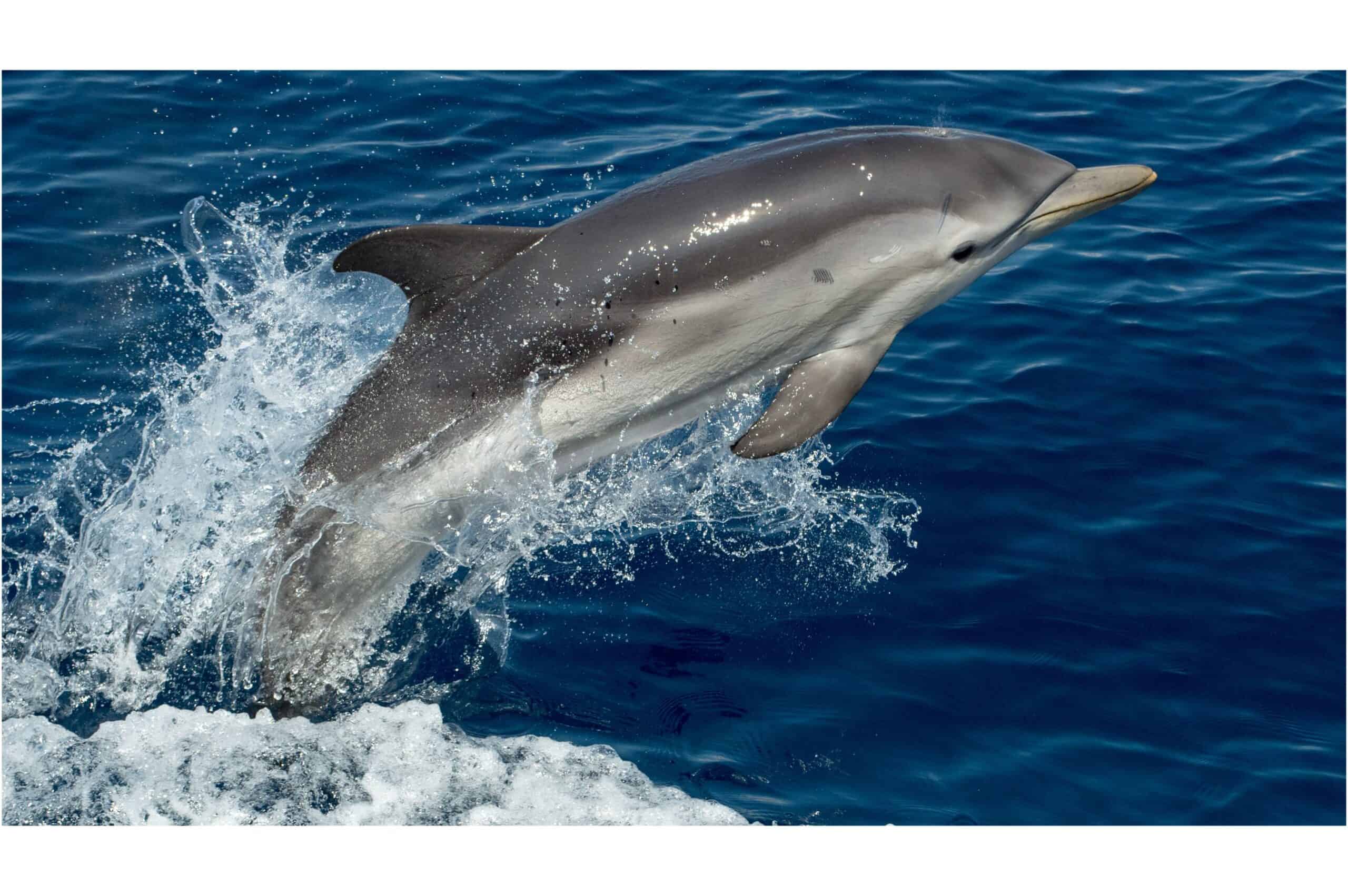dolphin