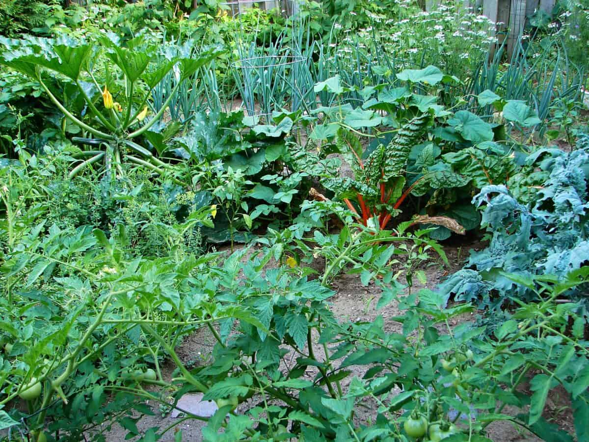 Pest-free vegetable garden.