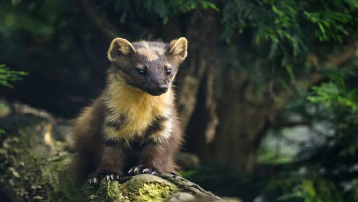 The Return of Pine Martens to South England