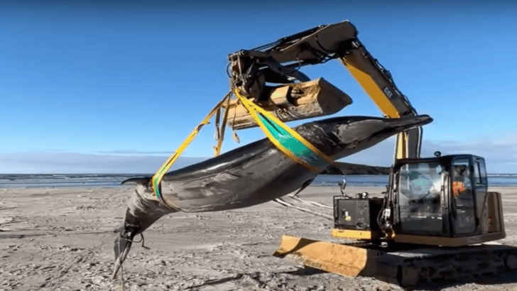 Discovery of Rare Spade-Toothed Beaked Whale in New Zealand