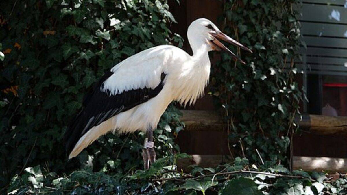 Weißer Storch