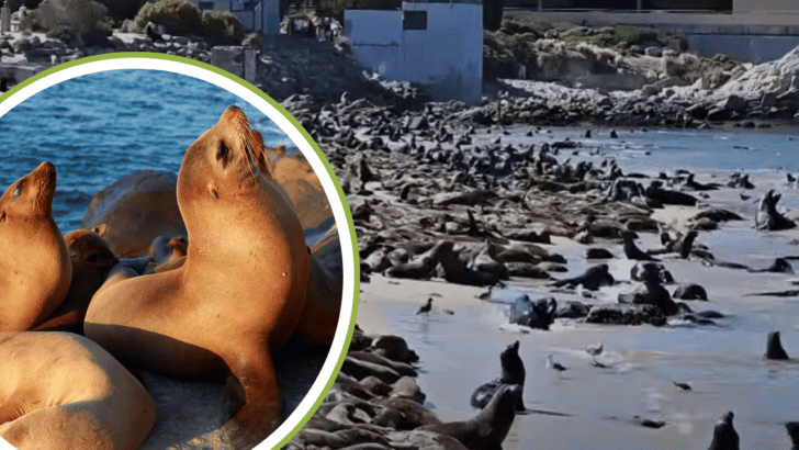 Hundreds of Sea lions Invade Popular Beach in California