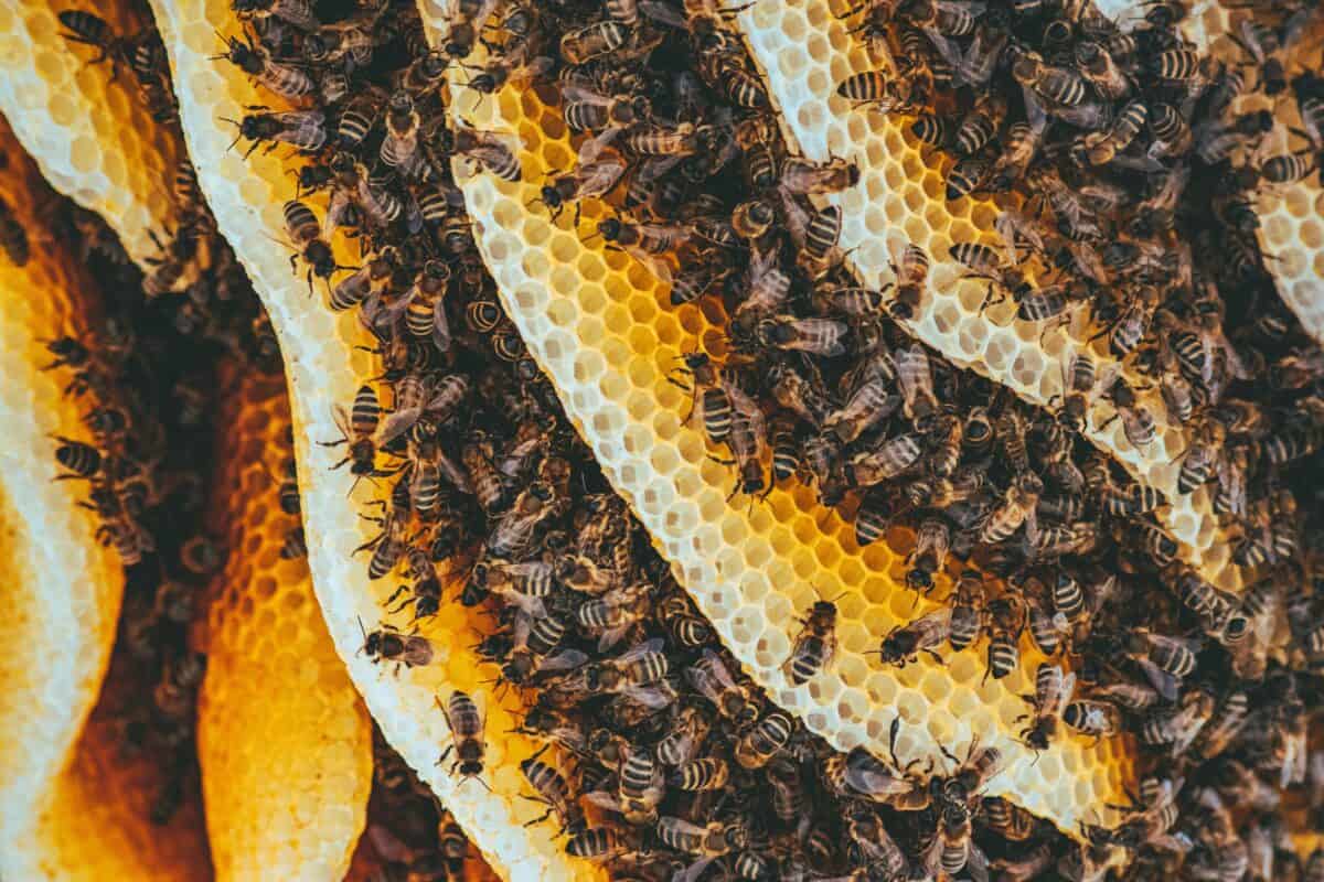 A high population of bees making honeycomb