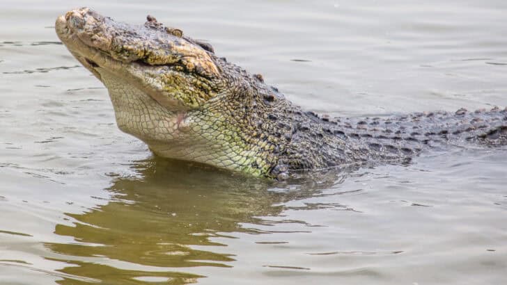 Psychic Crocodile Speckles Predicts Australia&rsquo;s Next Prime Minister in Bizarre Election Ritual