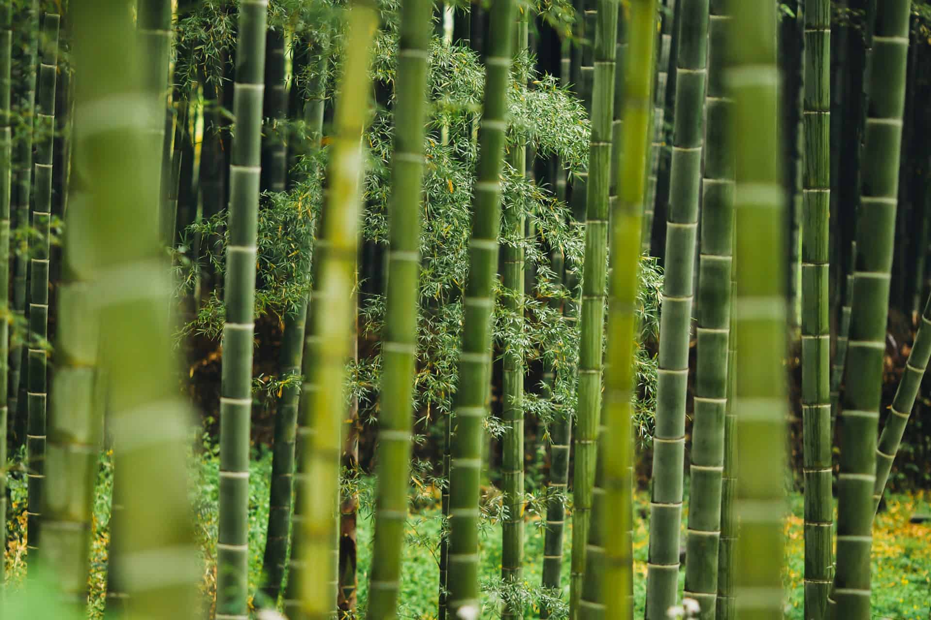 Bamboo.