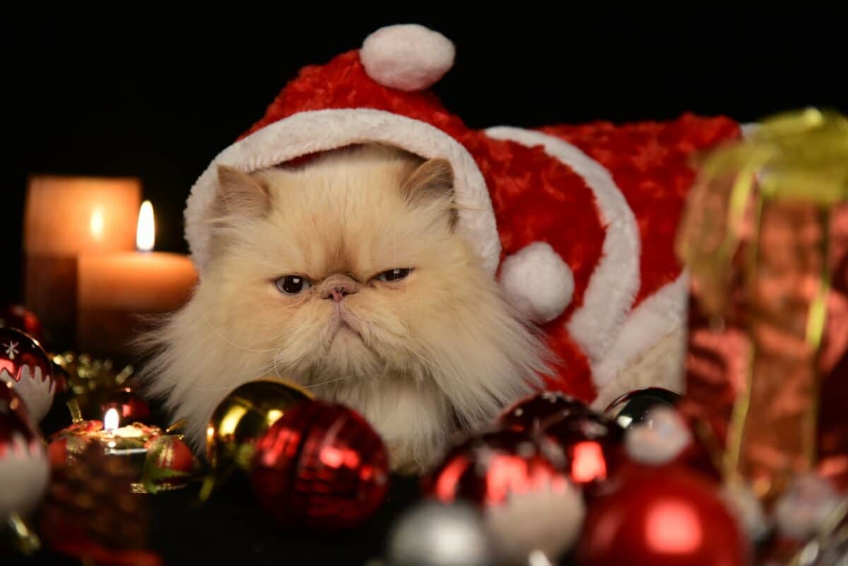Grumpy cat at christmas.