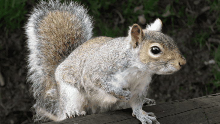 7 Animals That Have Incredible Memory