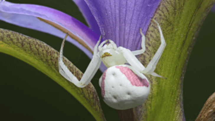 7 Animals That Can Change Color