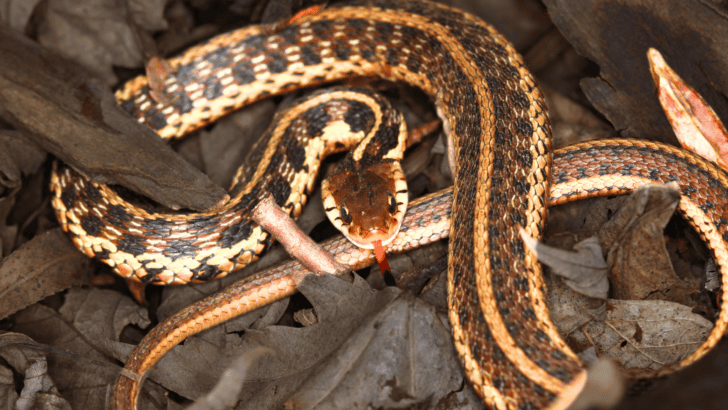 7 Animals That Hibernate The Longest