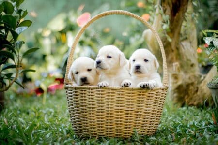 Natural Remedies To Help Your Dog&rsquo;s Skin Allergies