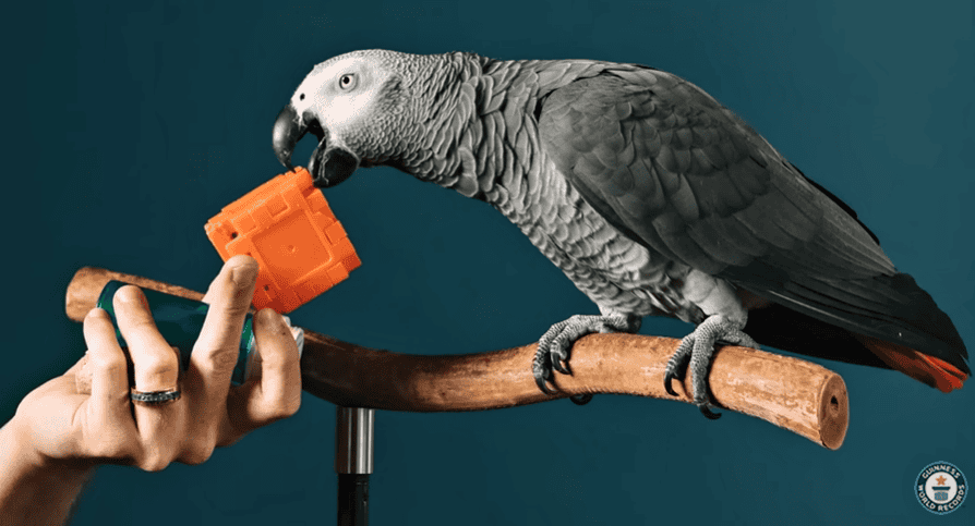 Apollo the Parrot