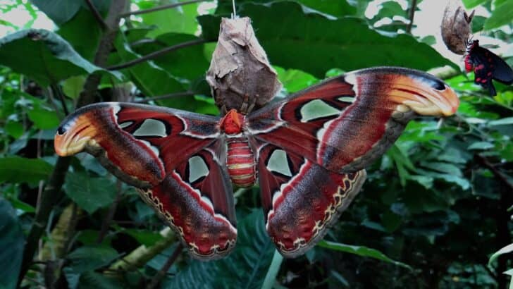12 Moths That Might Be More Beautiful Than Butterflies