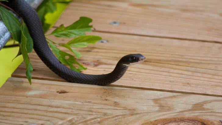 8 Snakes That Are Completely Harmless to Humans