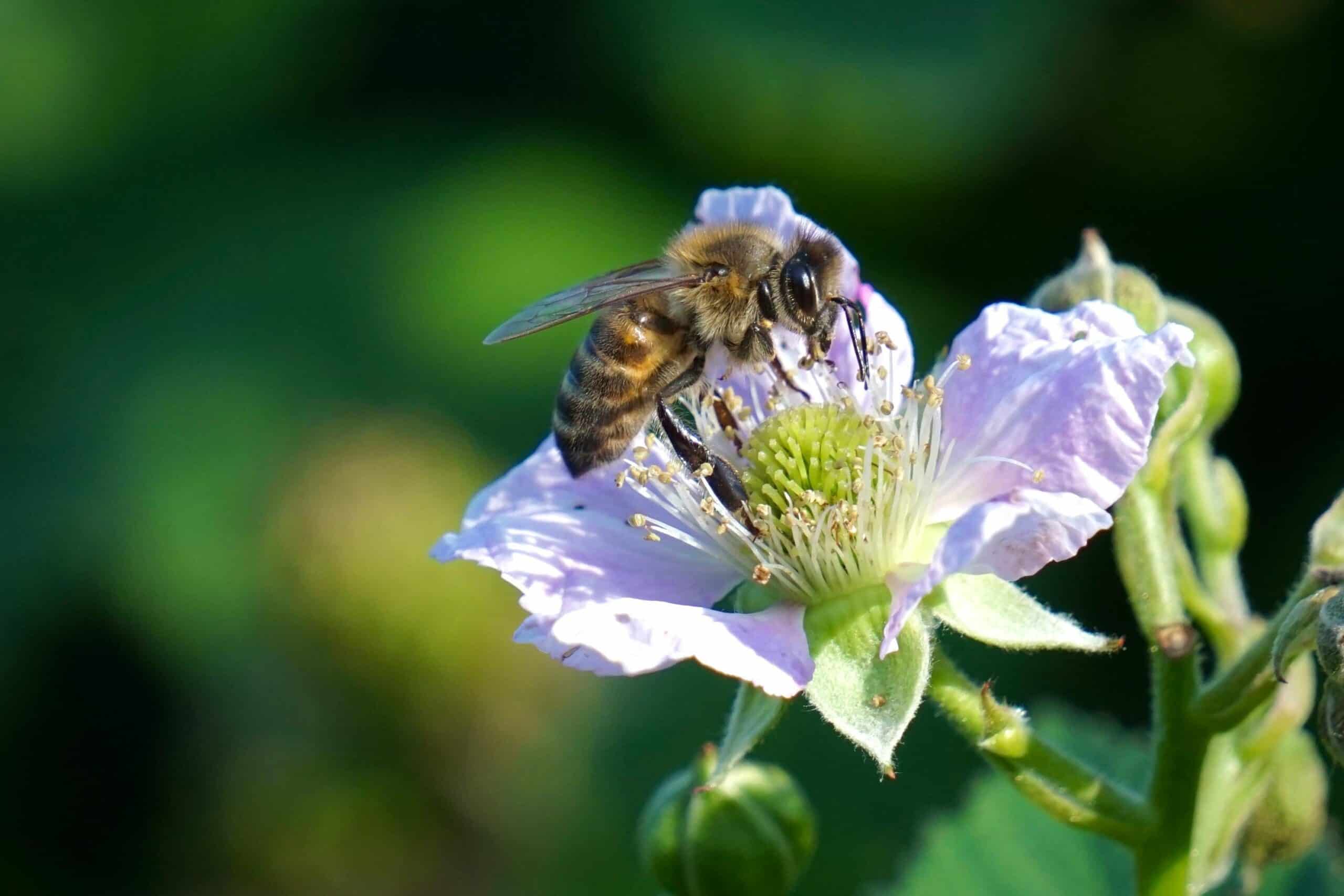 Bees Can't Fly in The Dark - Here's Why - Animals Around The Globe