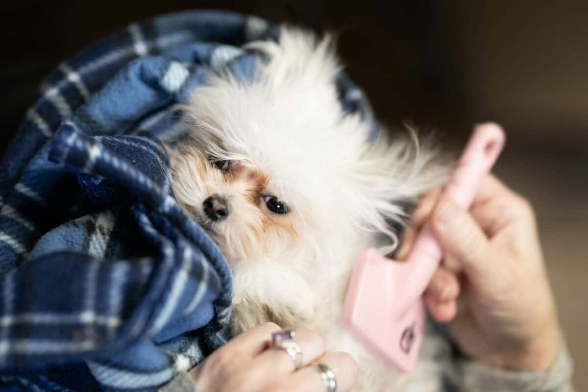 Not all dogs enjoy what they need.