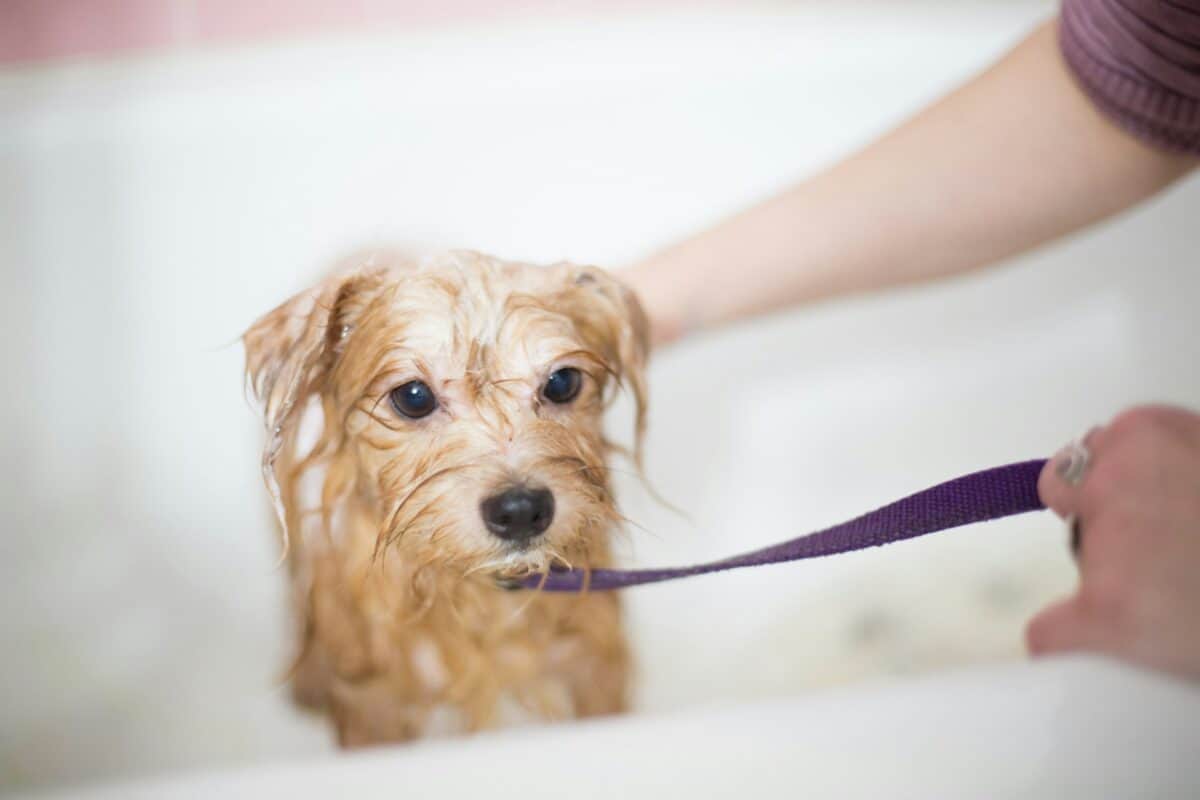 Doggy bath.