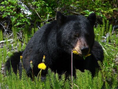 The Reemergence of Black Bears in the Midwest