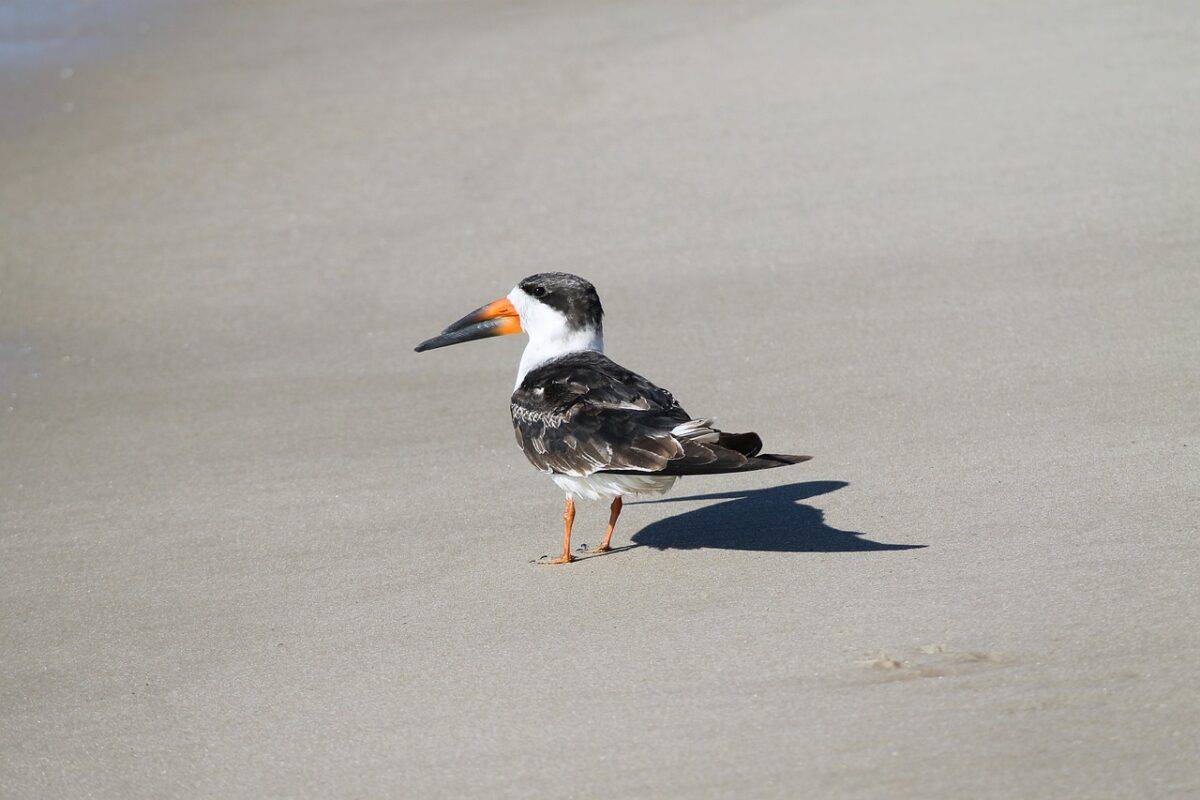 Black skimmer on land.