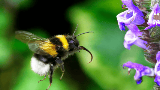 Could Animal “Culture” Be Passed Down Through Generations?