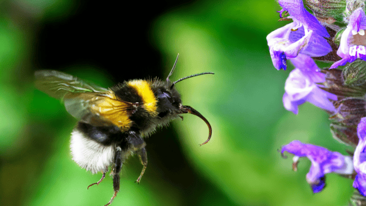 Could Animal “Culture” Be Passed Down Through Generations?