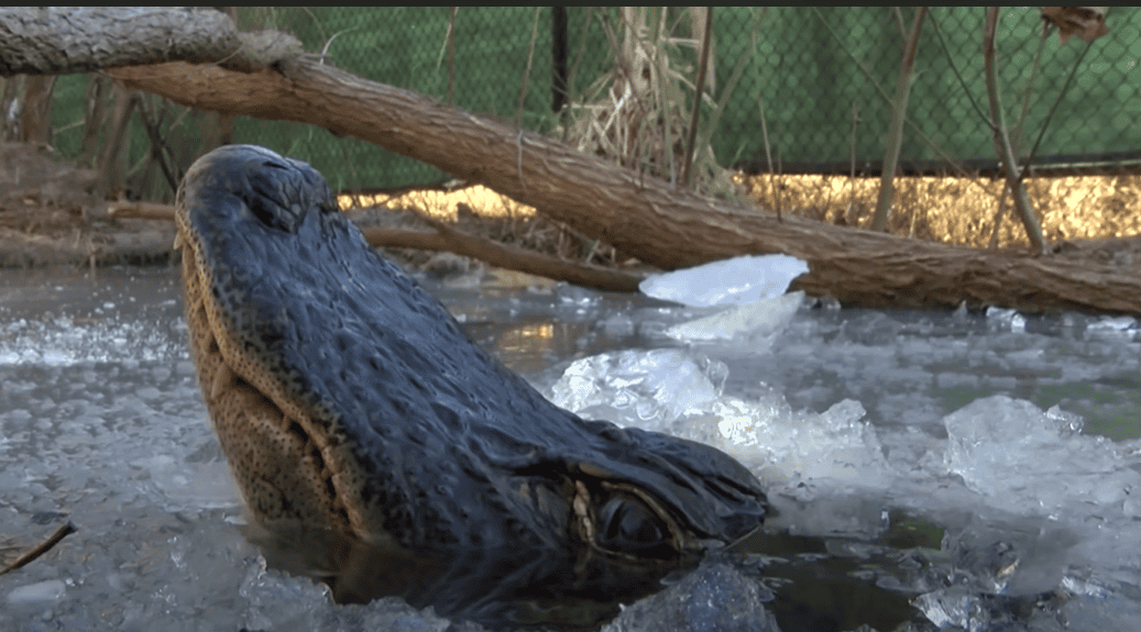 Snout-positioning of alligator over a frozen lake.