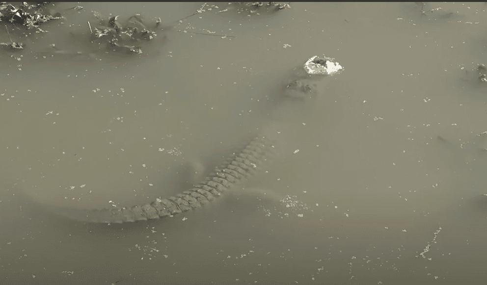 An alligator in brumation state beneath the surface of a frozen lake.