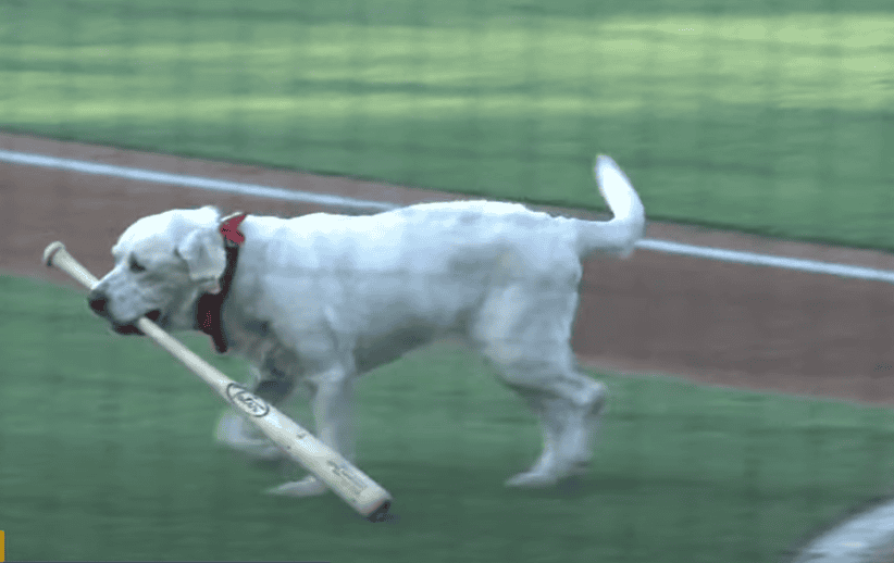 Layla carries a baseball bat in the field.