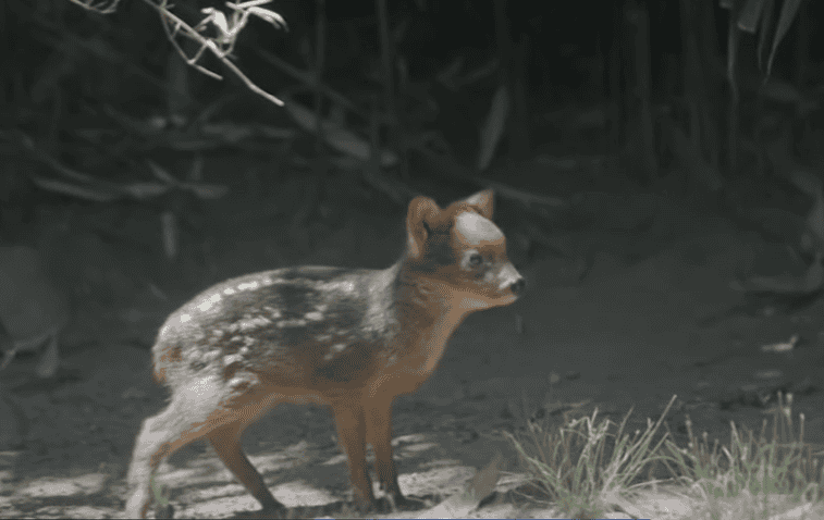 The newborn pudu at NYC zoo.