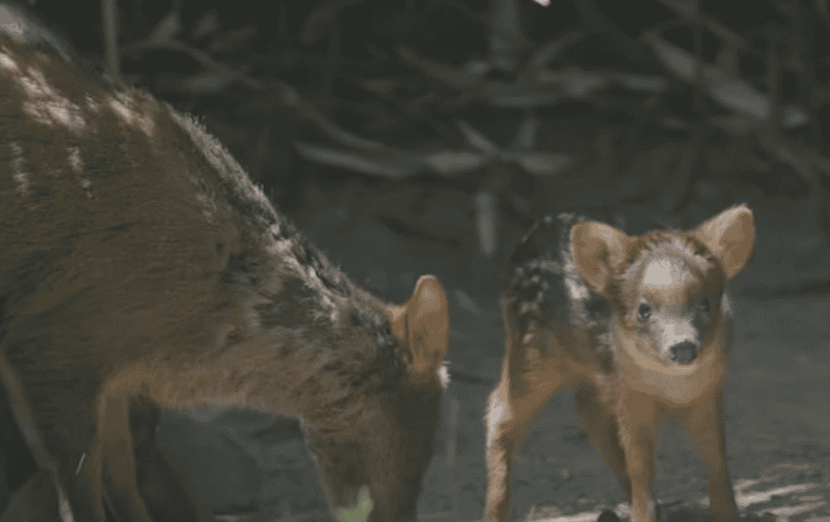 The newborn pudu looking staright into the camera at NYC Zoo.