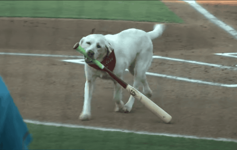 Layla carrying her last bat at retirement.