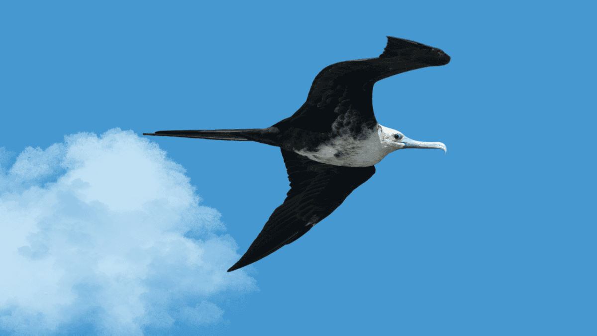 Frigate bird
