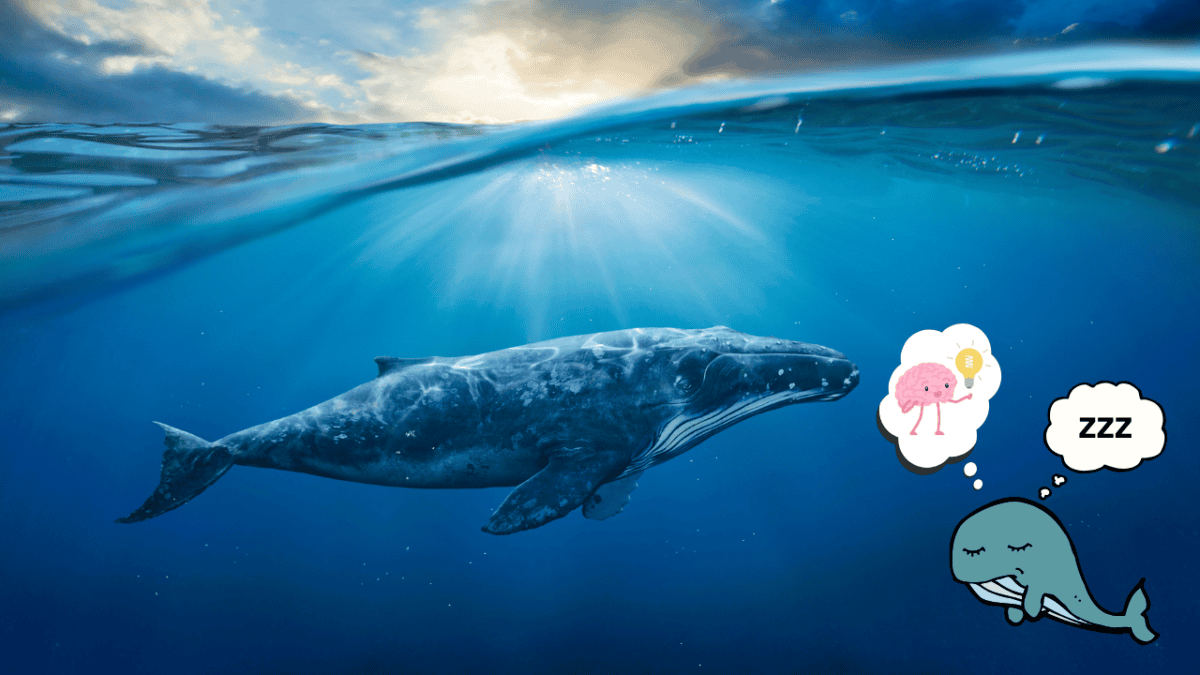 Whales
