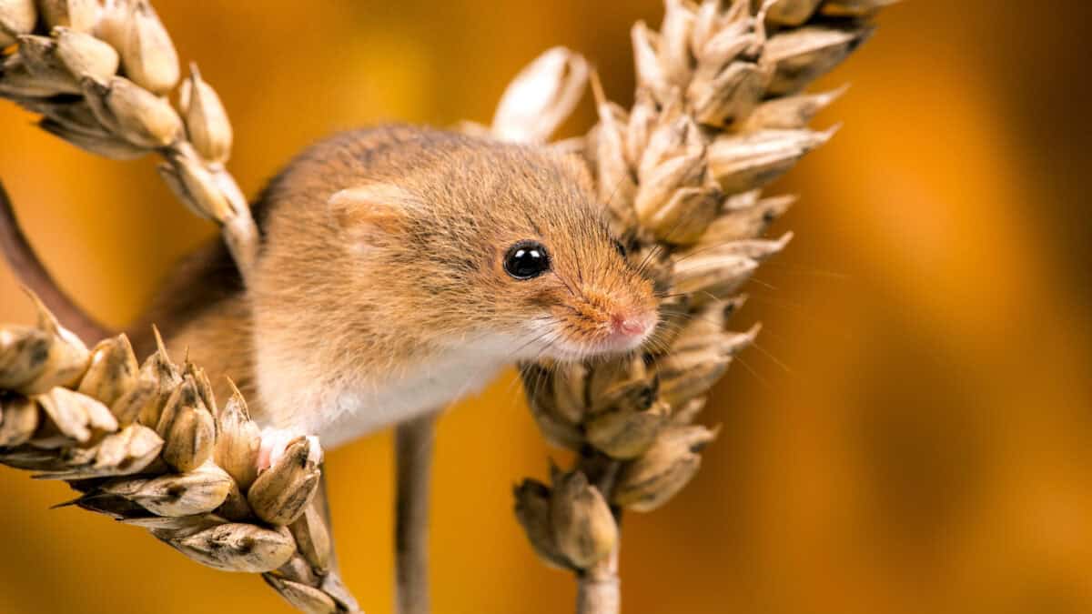 Field mouse on grain.