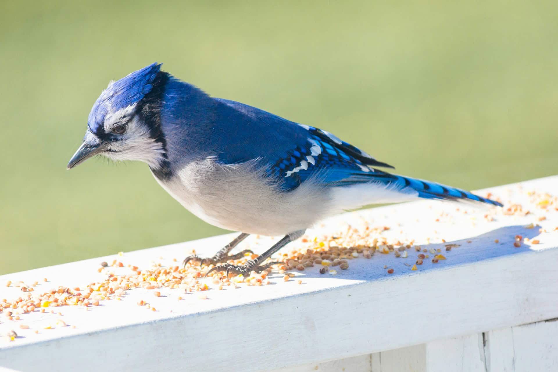 Blue Jays are known for their intelligence.