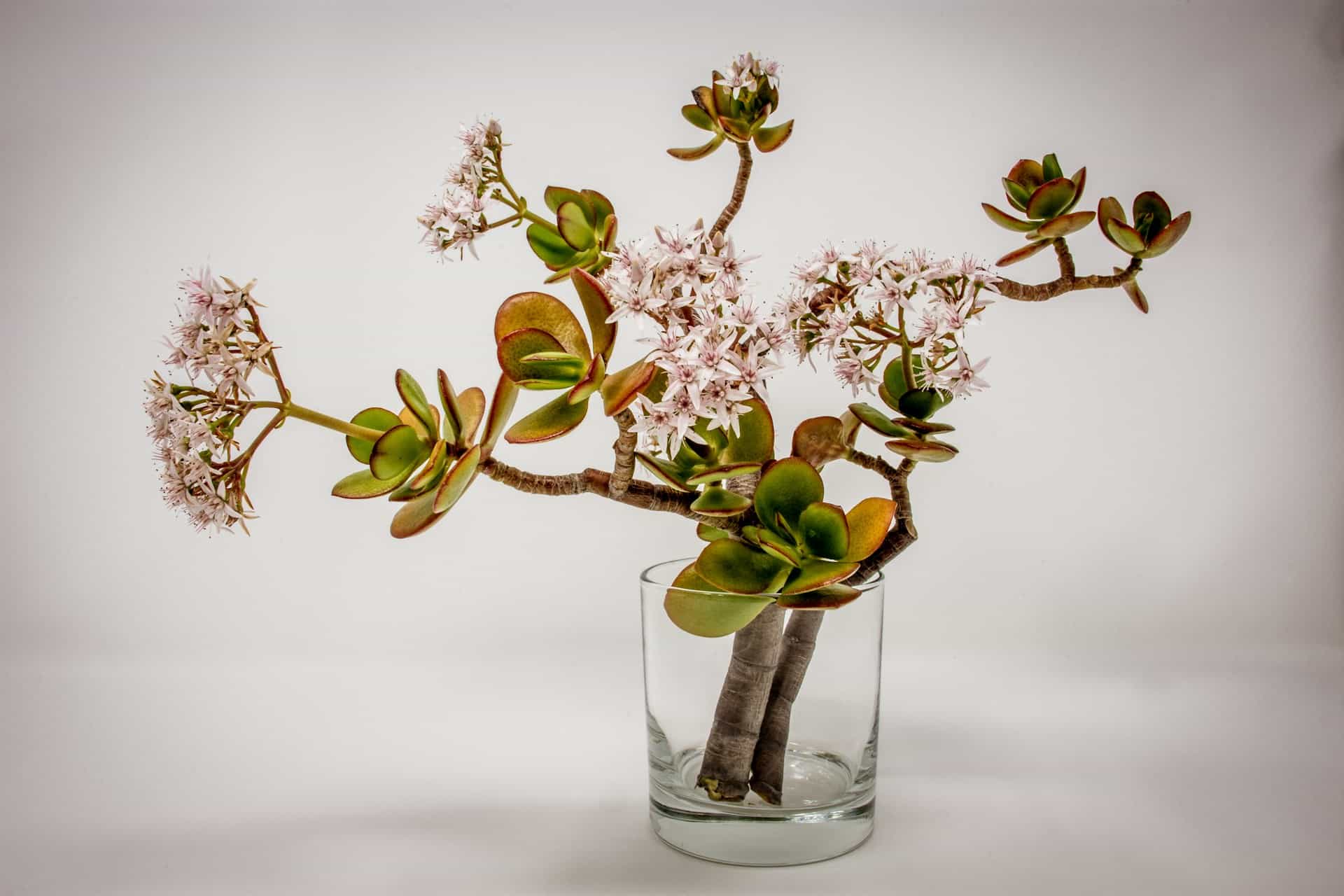Jade plant.