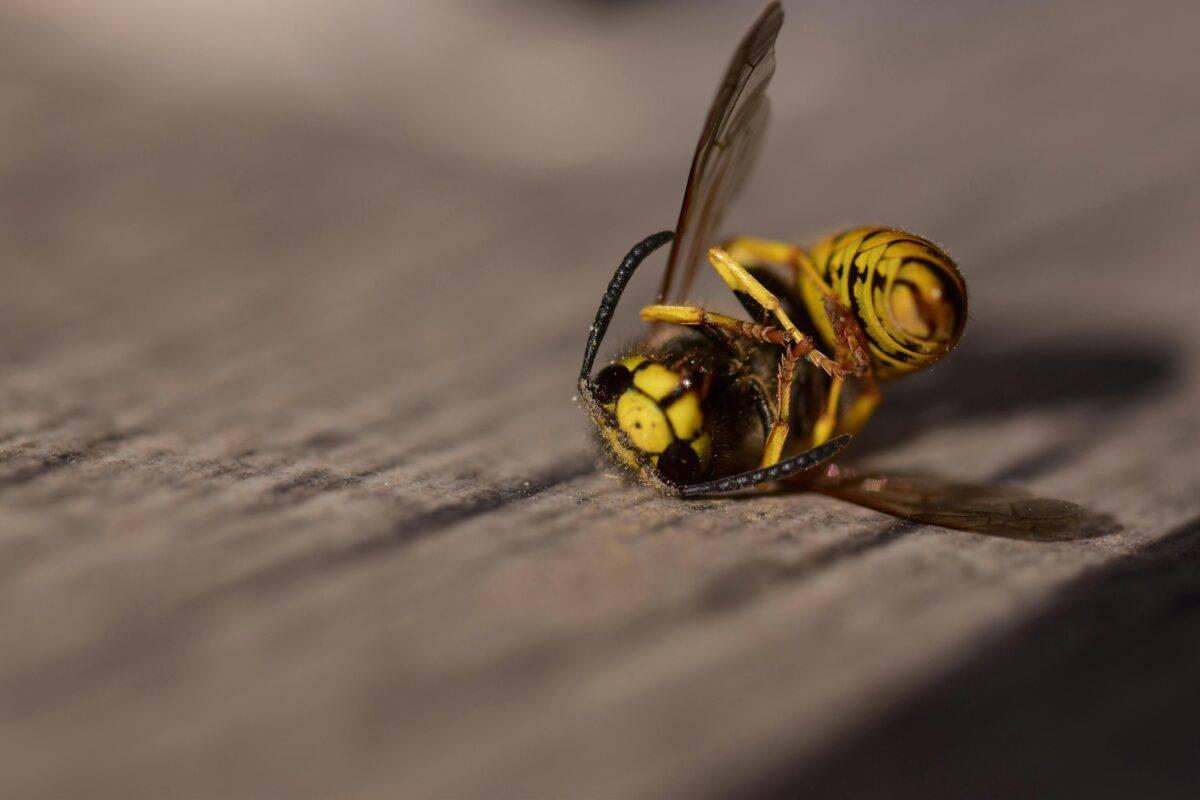 A dead bee lying on a surface.