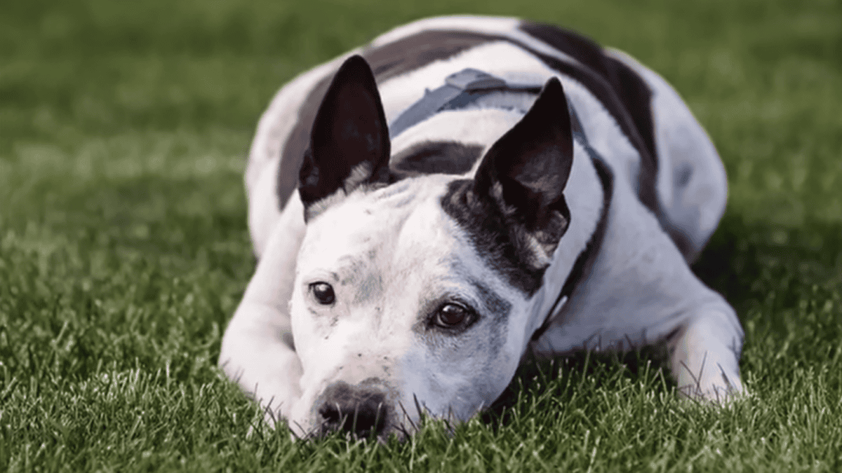 Deaf senior dog, Snoopy.
