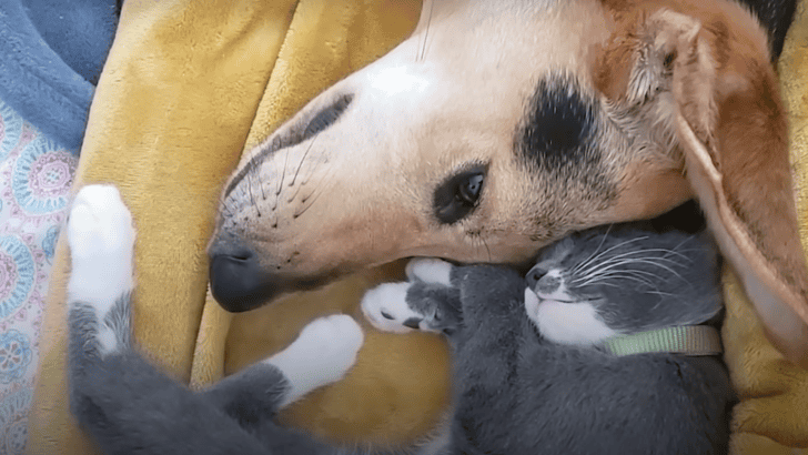 Mourning Dog&rsquo;s Broken Heart Healed By A Cat&rsquo;s Love