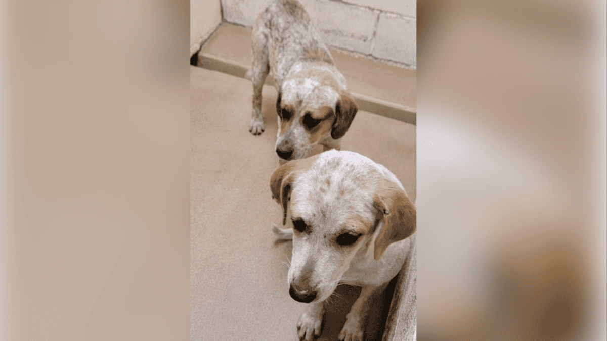 Brother and sister, Bonnie and Clyde, picked up by dog rescue.