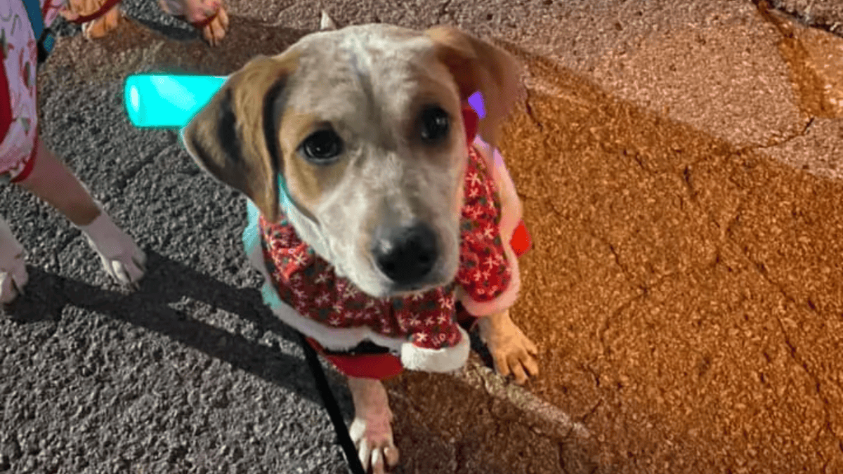 Adopted dog, Bonnie, with her forever family at a Christmas parade.